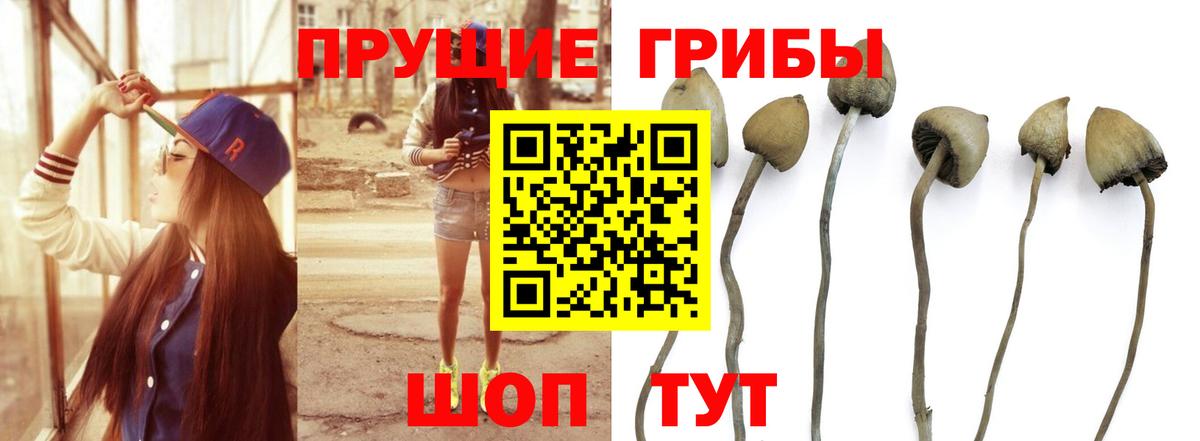 Псилоцибиновые грибы Psilocybe Донской